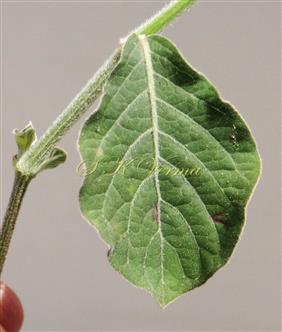  Leaf (Adaxial view)